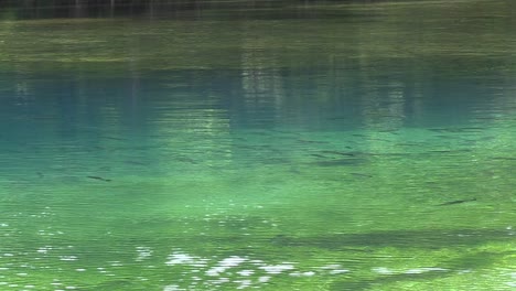 trout swimming in the niangua river at bennett spring state park in missouri.