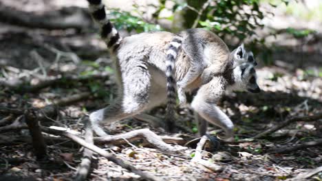 lémur de cola anillada madre y bebé caminando en la selva de madagascar