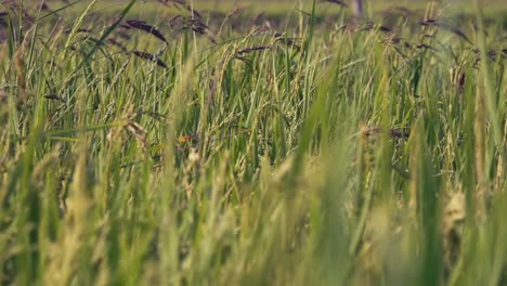 Close-Shot-of-Rice-Swaying-in-the-Breeze-in-the-Cambodian-Countryside