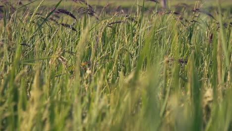 close shot of rice swaying in the breeze in the cambodian countryside