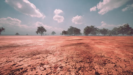 desert trees in plains of africa under clear sky and dry floor