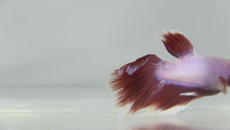 pez betta con fondo blanco aislado de color rojo y blanco