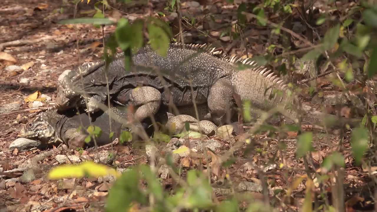 dos iguanas pasan por un cortejo ritual de apareamiento en una playa en cuba