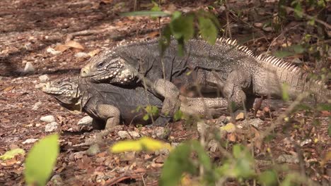 Dos-Iguanas-Atraviesan-Un-Ritual-De-Apareamiento-De-Cortejo-En-Una-Playa-En-Cuba