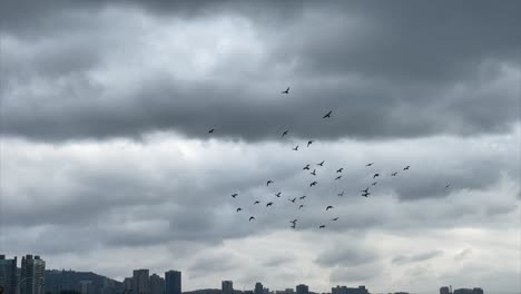 flock of birds soar and swoop against grey cloudy sky in downtown metropolitan area of asia