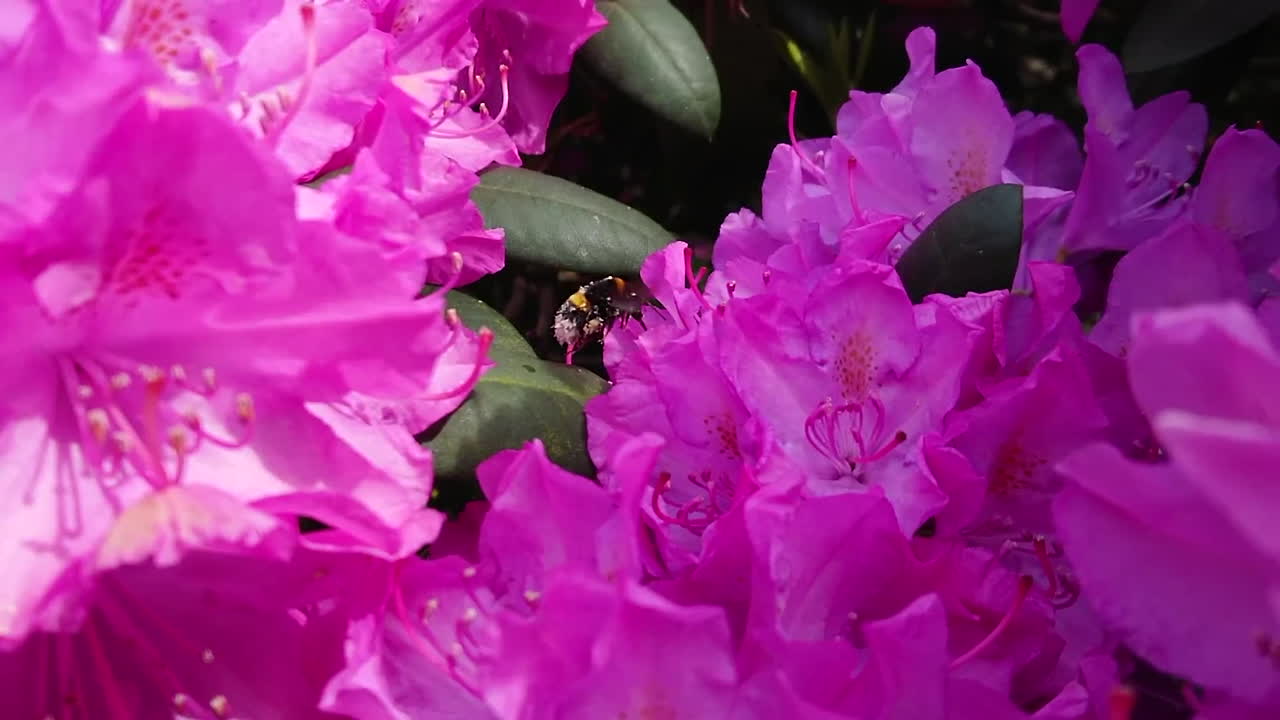 la abeja busca miel en las flores
