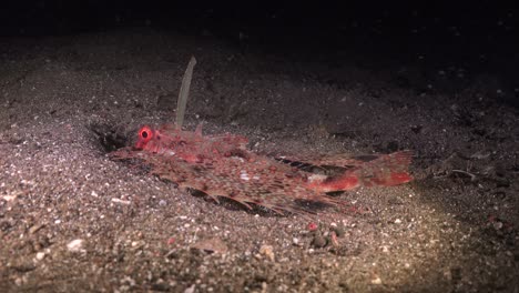 juvenile flying gurnard on sandy bottom at night, wide angle shot