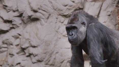 a large male gorilla chews something, sitting against a background of rocks