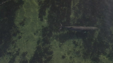 ballena minke nadando en aguas poco profundas en el este de quebec