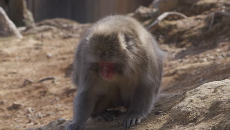 Wild-Japanese-macaque-picking-corn-and-seeds-off-the-ground-while-looking-around-its-surroundings-for-threats