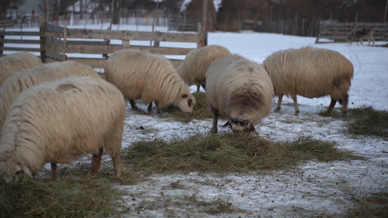 flock of sheep in Romania protected by a farm dog visible in the background