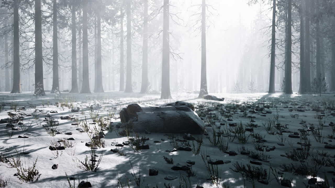 소나무 숲 에서 얼음 후 에 안개 와  ⁇ 빛 이 내려다보이는 인상적 인 풍경