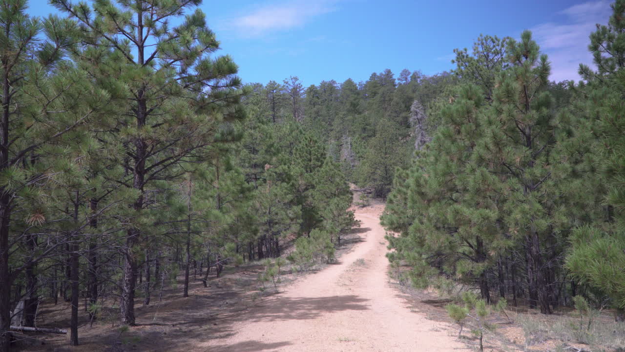 A dirt path stretches through an evergreen forest.