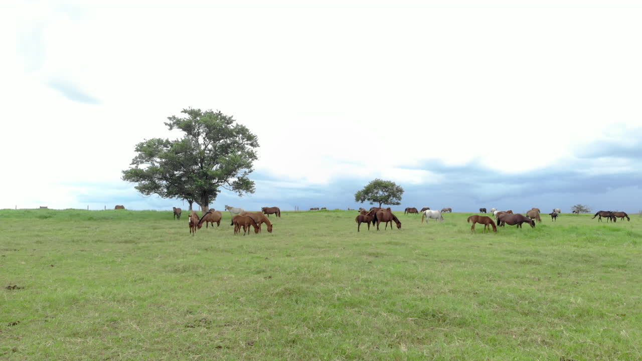 caballos de pura sangre pastando en un día nublado en un campo