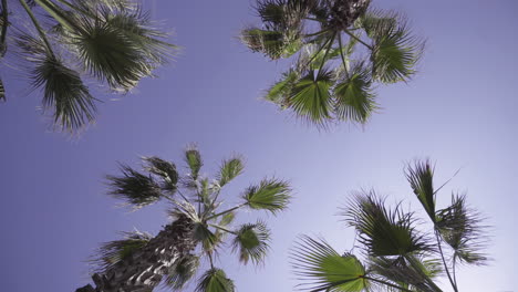 tropical palm trees against the beautiful blue sky on a sunny day in greece. - low angle rotation shot