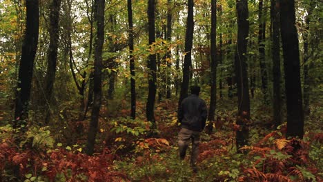 caminando por el bosque de otoño