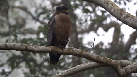 un águila serpiente sentada en una rama en la jungla