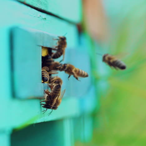 slow motion of honey bees flying around beehive. an apiary in the summer.