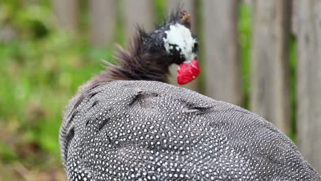 guineafowl grooming itself in a natural setting