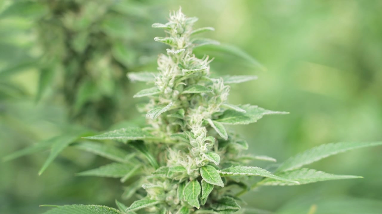 Detaljerad vy av cannabisblommor som framhäver trikomer och bladstruktur