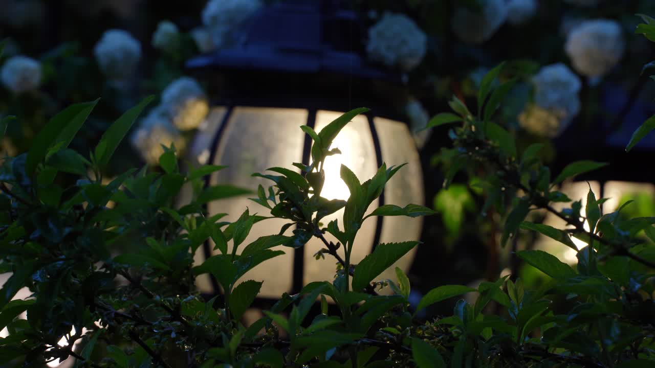 정원 램프는  눈알 꽃을 비추고 있습니다. 비가 오는 날 사건의 배경에서 우아한 결혼식 장식입니다.