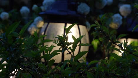 Garden-Lamp-Illuminating-White-Snowball-Flowers:-Elegant-Wedding-Decoration-on-a-Rainy-Day-Event-Background