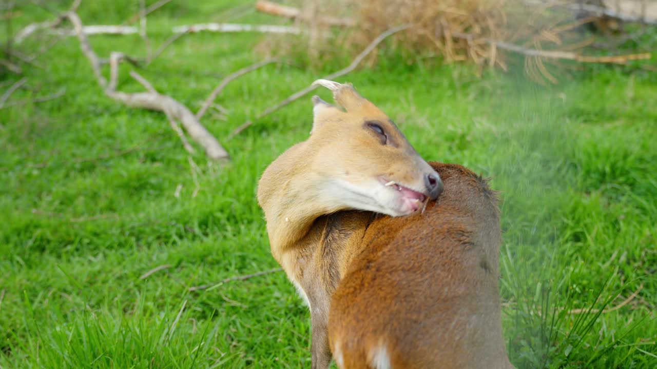 Reeves's Muntjac (Chinese Barking Deer) Self Grooming Behaviors