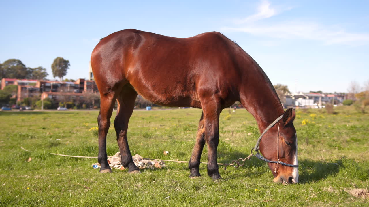 un caballo marrón pastando en un área suburbana, disparo general
