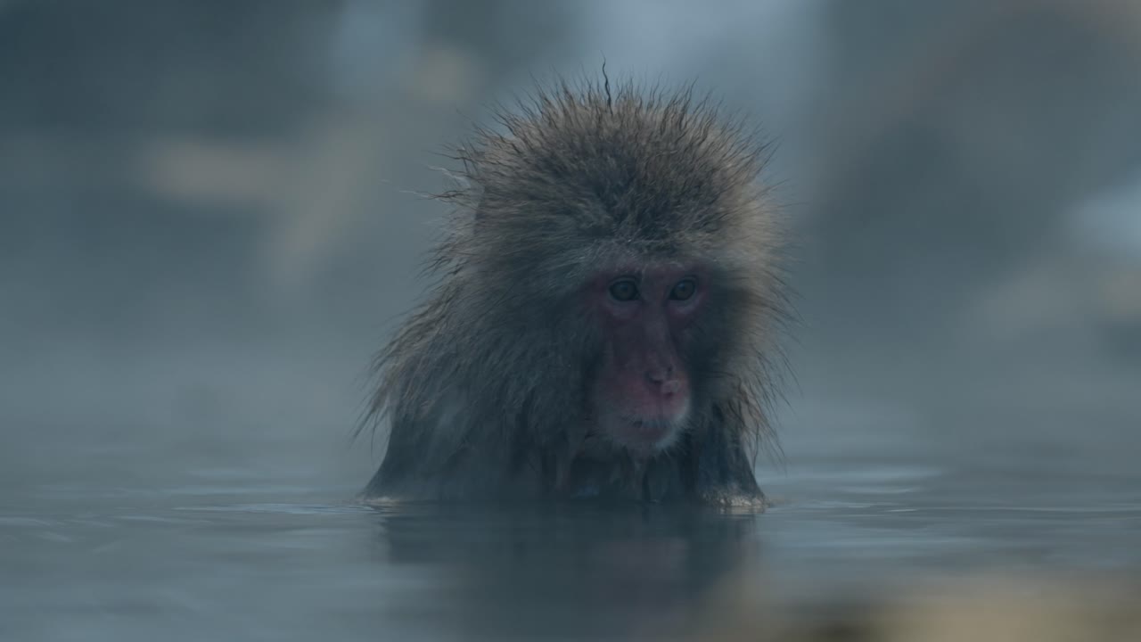 A Japanese snow monkey enjoys a meal while relaxing in the warm waters of an onsen, surrounded by the snow-covered landscape of Jigokudani, Japan.