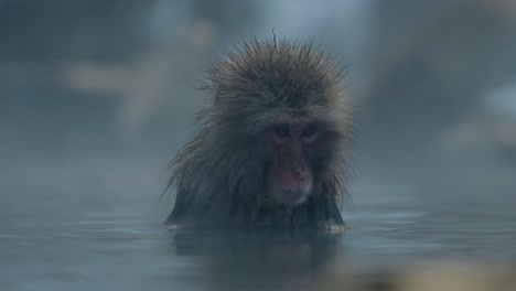 a japanese snow monkey enjoys a meal while relaxing in the warm waters of an onsen, surrounded by the snow-covered landscape of jigokudani, japan.
