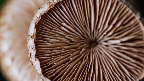 close-up of mushroom gills