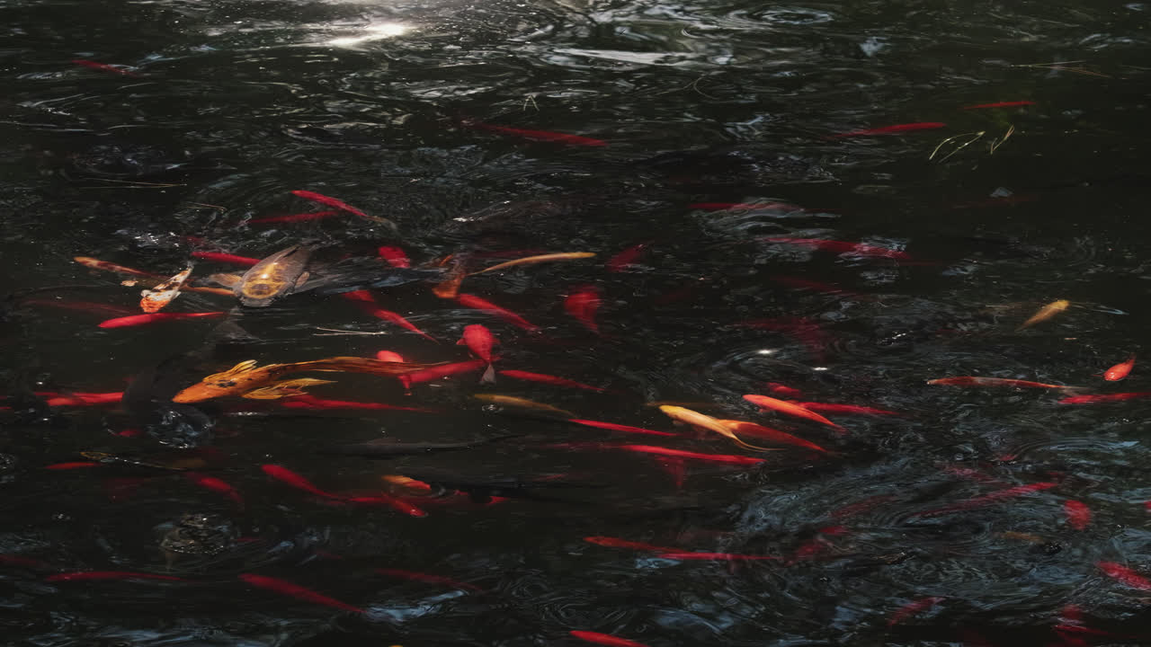 Koi Fish Pond