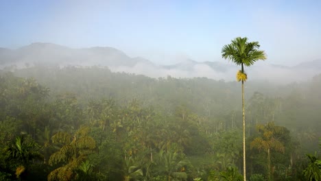 View-over-cloud-forest--in-Sri-Lanka