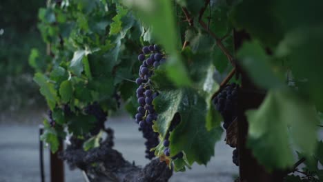 Tirando-Hacia-El-Valle-De-Napa-Grandes-Uvas-Moradas