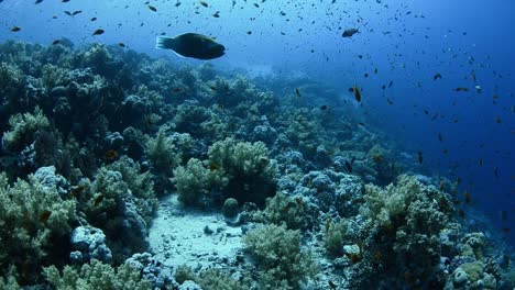 coral reef in the red sea