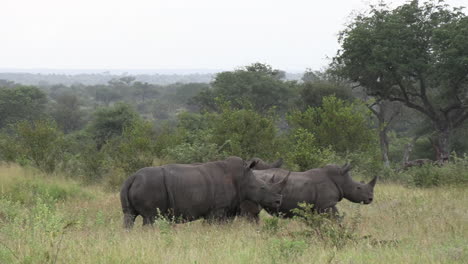 a small group of southern white rhino are alert and watchful after being startled by a noise in the distance