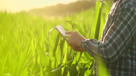 Nahaufnahme-Eines-Linsenreflexionslichts:-Die-Hände-Eines-Landwirts-Halten-Einen-Tablet-Computer-Und-Berühren-Und-Untersuchen-Die-Blätter-Der-Triebe-Der-Zukünftigen-Ernte.-Er-Schickt-Agronomen-Los,-Um-Die-Gene-Der-Veränderten-Produkte-Zu-Untersuchen.-Vorbereitung-Der-Produkte-Für-Den-Anbau-Auf-Dem-Mars.