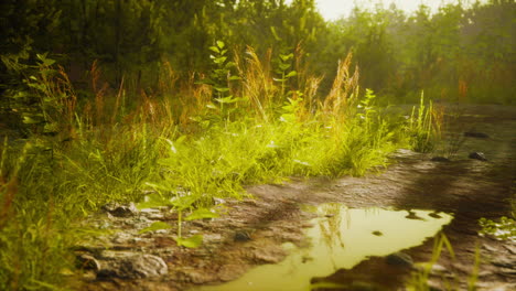 puddles and mud and green grass on a dirt road