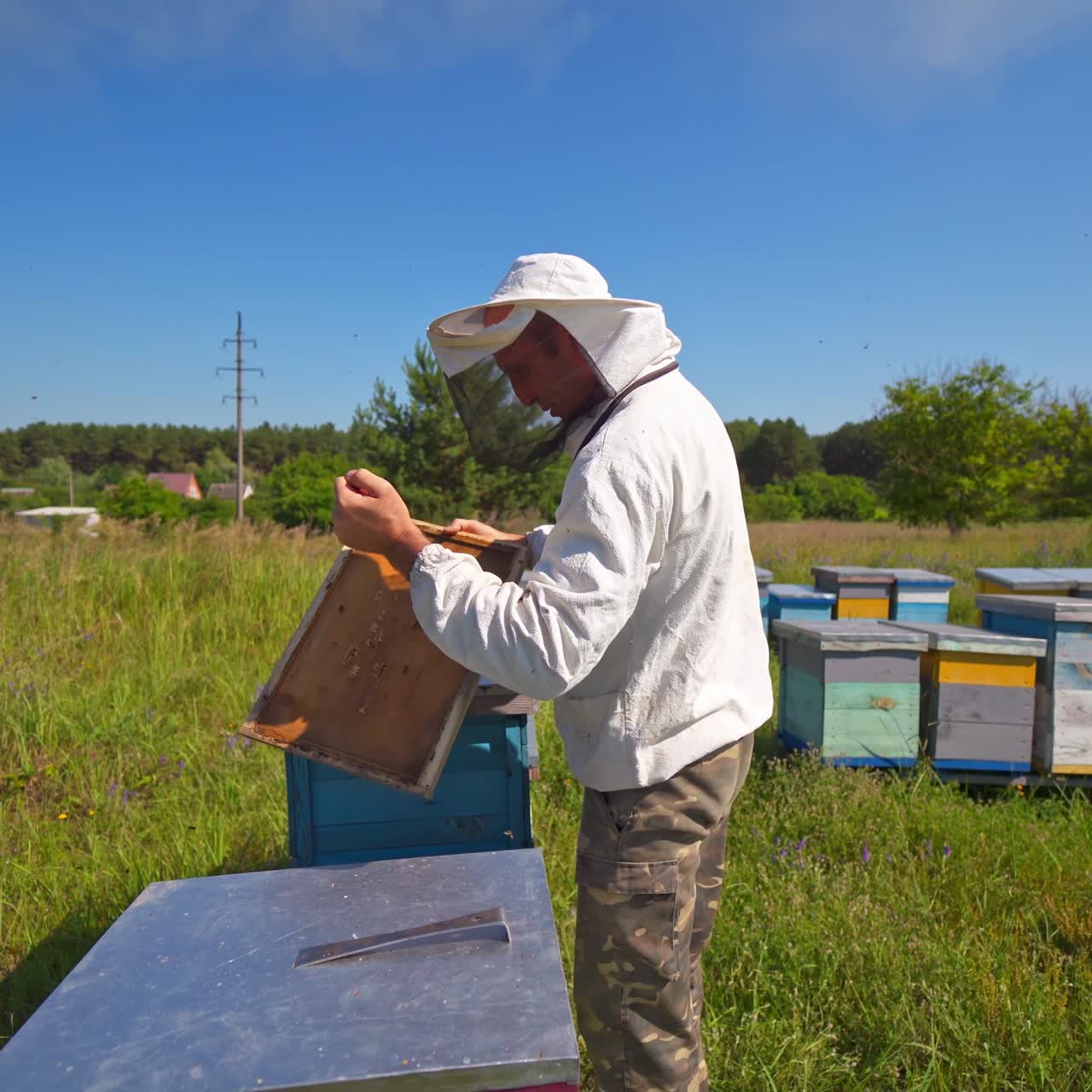Organic farm with beehives. Male beekeeper in a protective hat inspects bees in an apiary during summer season. Bee-garden with wooden hives.
