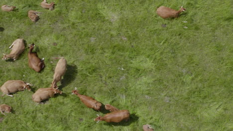 brown cattle with calf lying and grazing on the field with green grass