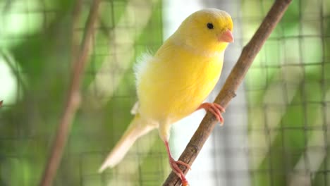 Canary-bird-inside-cage-perch-on-sticks-and-wires