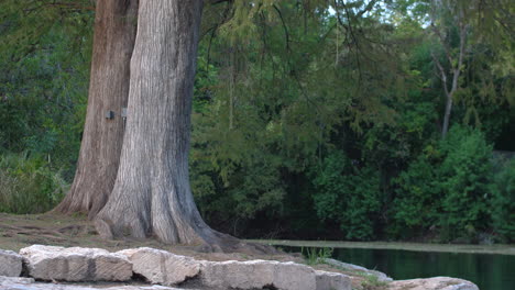 Aufnahmen-Der-Stromschnellen-Im-San-Marcos-River-Auf-Einem-Langen-Objektiv