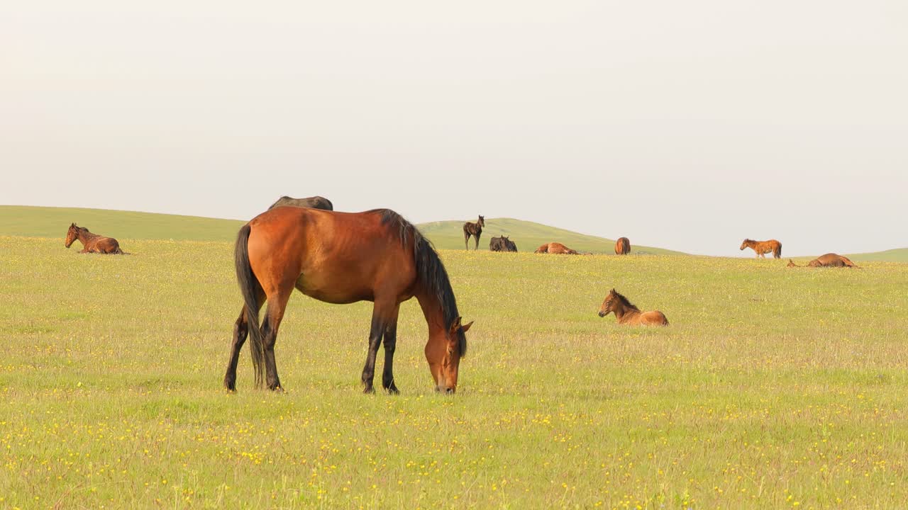 caballos pastando en un prado verde en un paisaje de montaña.