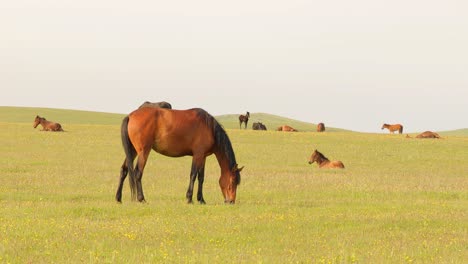 Horses-grazing-on-a-green-meadow-in-a-mountain-landscape.