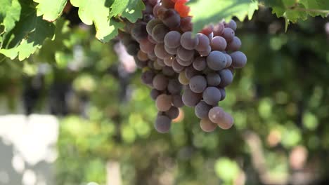 uvas en la vid, viña, bodega, primer plano