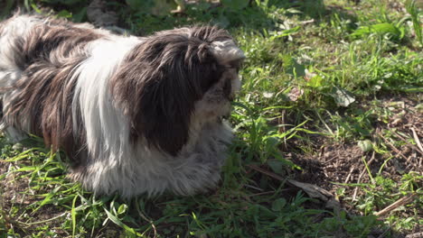 medium shot of a shih tzu dog chewing on a small bone, on a sunny day