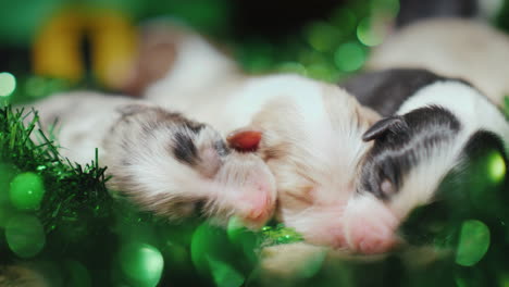 puppies in green decor for st patrick's day