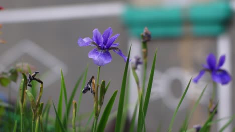 violettblumen schwanken im sommer im wind