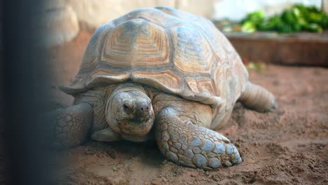 very old african turtle moving in very slow motion, medium close shot at the zoo