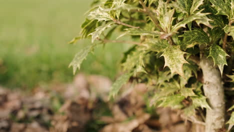 Osmanthus-Heterophyllus-With-Pointed-Yellow-And-Green-Leaves-In-The-Garden-During-Late-Autumn---selective-focus,-slider-right